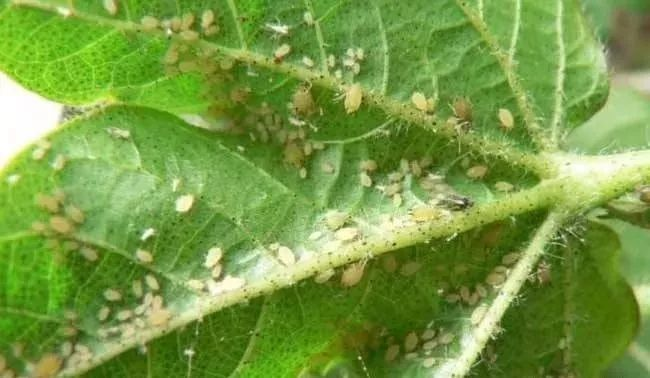 1683162238130823.png 圖片1.png