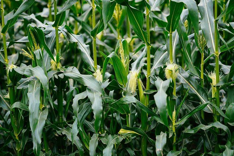 高光譜成像技術檢測青貯玉米含水率