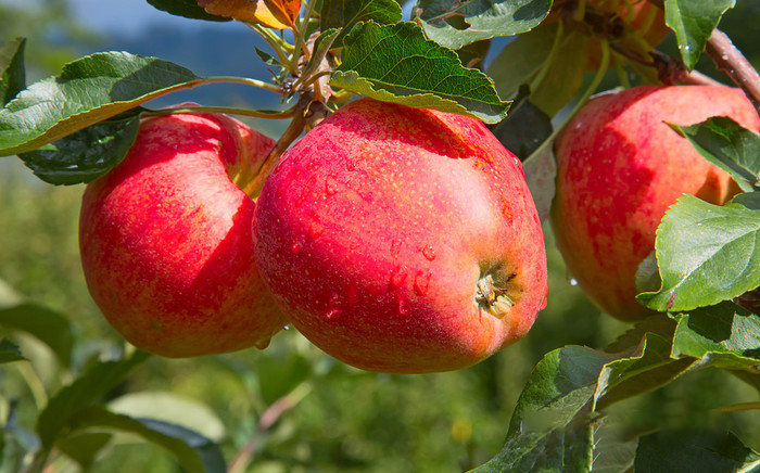 基于高光譜圖像技術預測蘋果大小