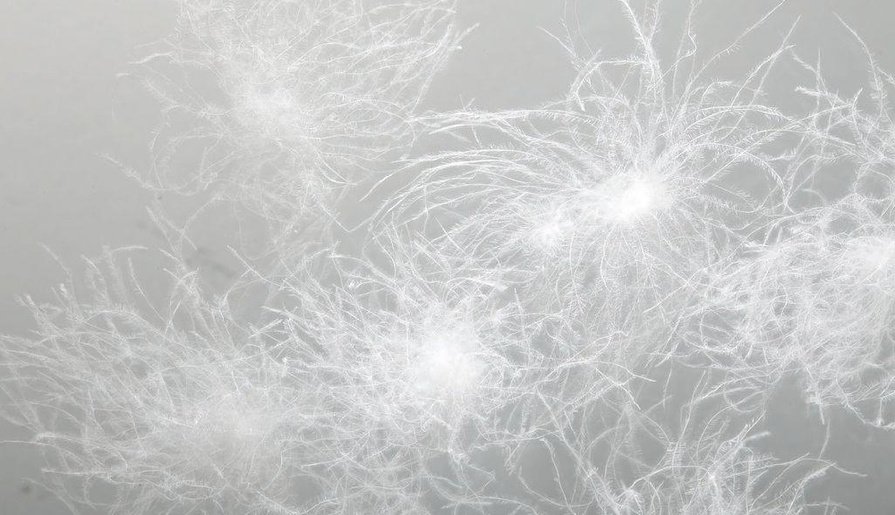 基于可見近紅外光譜的鵝鴨混合絨定量檢測研究