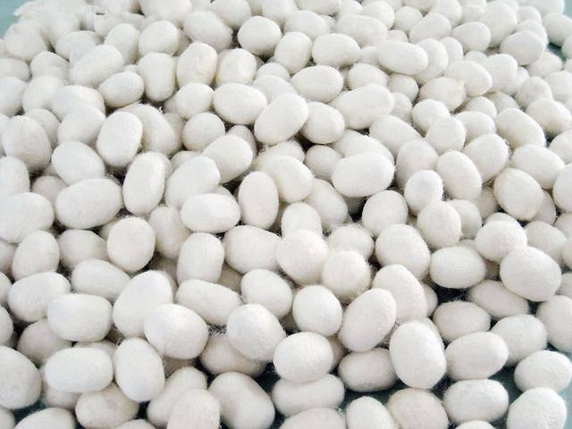 基于可見 ／近紅外光譜技術(shù)的毛腳繭的光譜快速鑒別方法研究