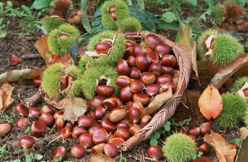 基于高光譜圖像技術(shù)的裂嘴板栗識別方法研究