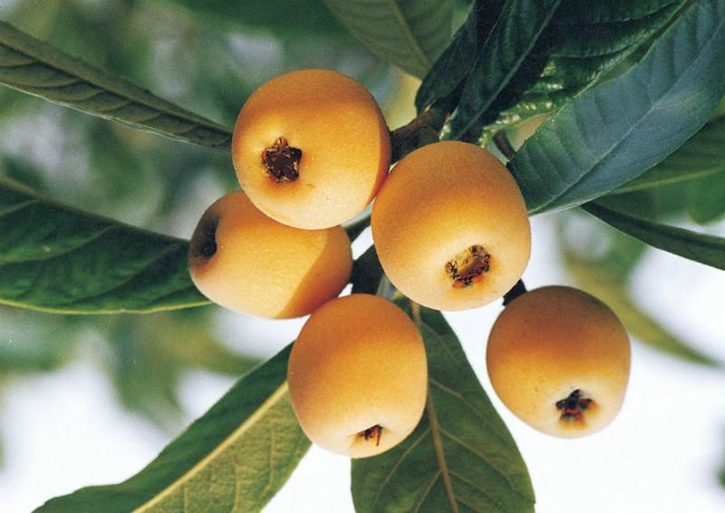 基于可見近紅外光譜相機預測枇杷糖度及模型優化