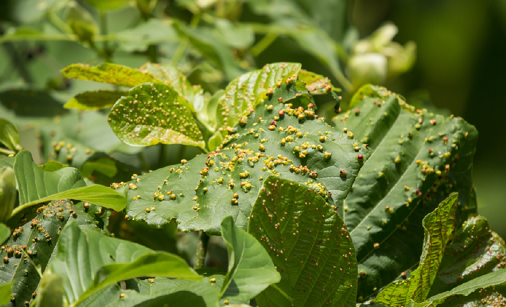 高光譜相機在植物病害的診斷分析與應用