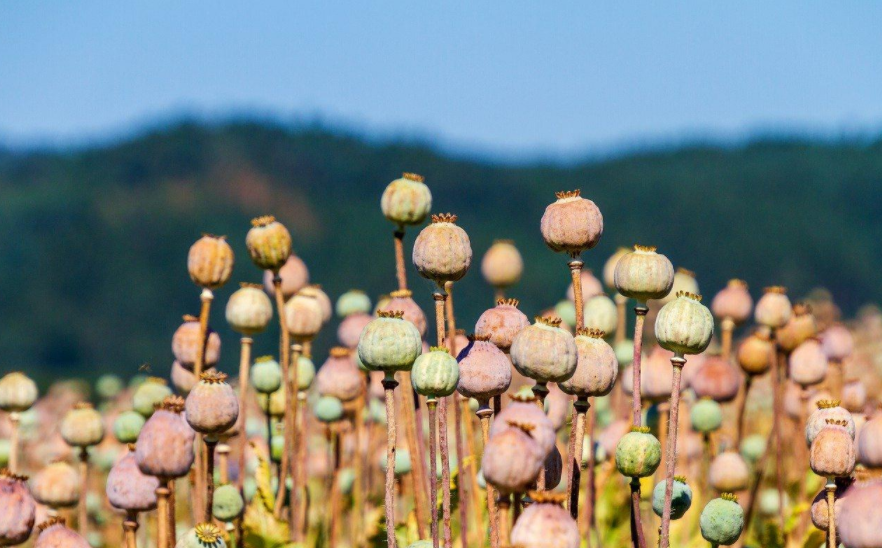 高光譜相機(jī)在罌粟識(shí)別中的應(yīng)用