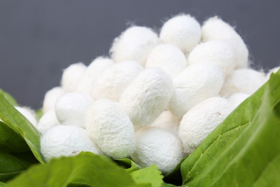 高光譜相機在蠶繭質量檢測方面的應用