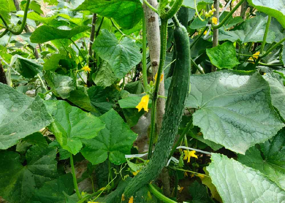 高光譜相機對于常見黃瓜病害的診斷