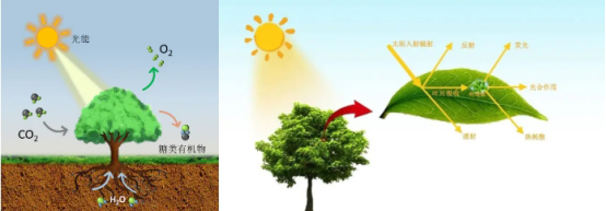 關于日光誘導葉綠素熒光十二個問答